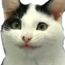 Cat Smile Catsmile Discord Emoji
