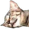 Cat Sleep catsleep Discord Emoji