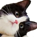 catTilt Discord Emoji