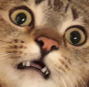 :gCatOhNo: Discord Emote