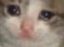 sadcat