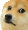 dogeWhy