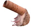 hogetube