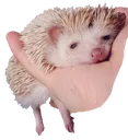 hogesleep3