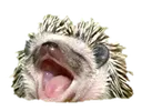 hogeyawn2