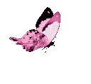 OpButterfly