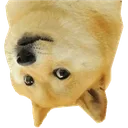 dogeup