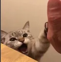 cathighfive