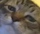 kittyPleaseStop2
