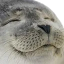 seal seal