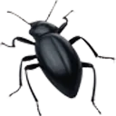 bug