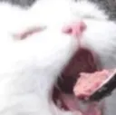FeedCat