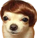 dogwithhair