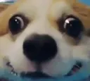 wut2