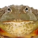 frog frog