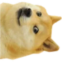 dogeside