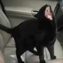 Catastrophe_ScreechyBoi