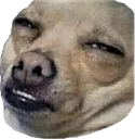 pupperWeird