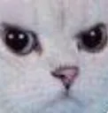 angery angery