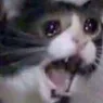 sadcat sadcat