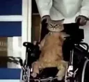 wheelchair_cat