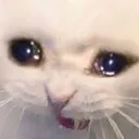 catcry catcry