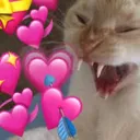 catlove