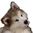 :confuseddoggy: