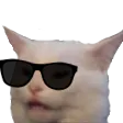 wutcat2