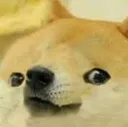 dogeBrainlet