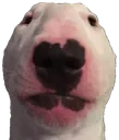 walter walter