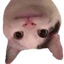 whatchusay