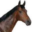 hors