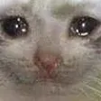 sadCat sadCat