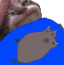 Catblish Catblish
