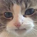 catwhy