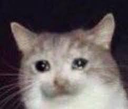 :imsorry: Discord Emote