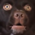 :FTGPdoggoscared1: Discord Emote