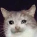 Sadcat2 sadcat2 Discord Emoji