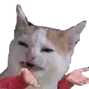 wtfcat