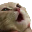 CatoPog