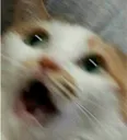 screamcat screamcat