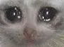 supersadcat supersadcat
