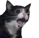 screamcat