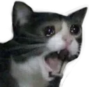 sadcat