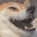 dogelol