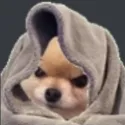 AngryDoggo