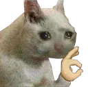 FeelsOkayCat