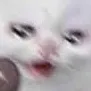 CryingCat