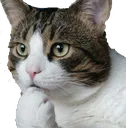 thinkCat